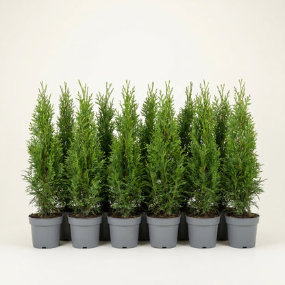 Reihe gleichmäßiger junger Thuja occidentalis Smaragd Heckenpflanzen in identischen grauen Töpfen