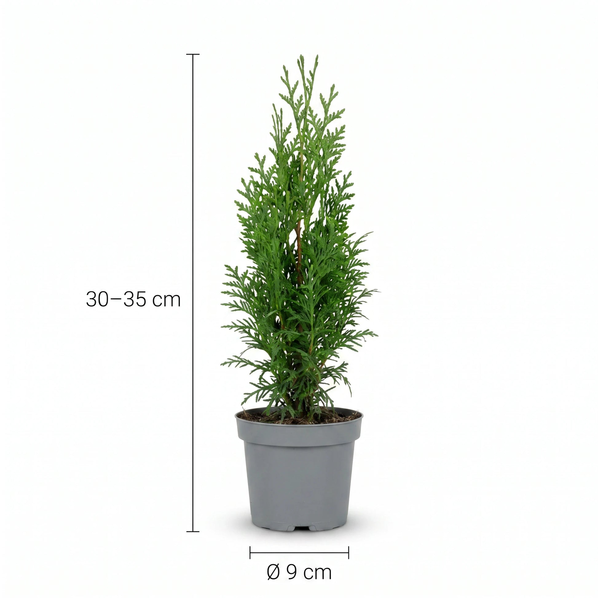 Thuja occidentalis Smaragd Heckenpflanze mit Maßangaben: Höhe 30–35 cm, Topf Ø 9 cm