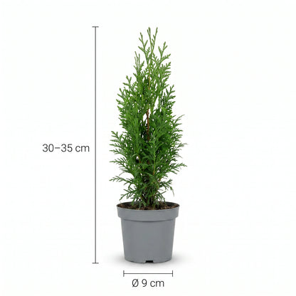 Thuja occidentalis Smaragd Heckenpflanze mit Maßangaben: Höhe 30–35 cm, Topf Ø 9 cm
