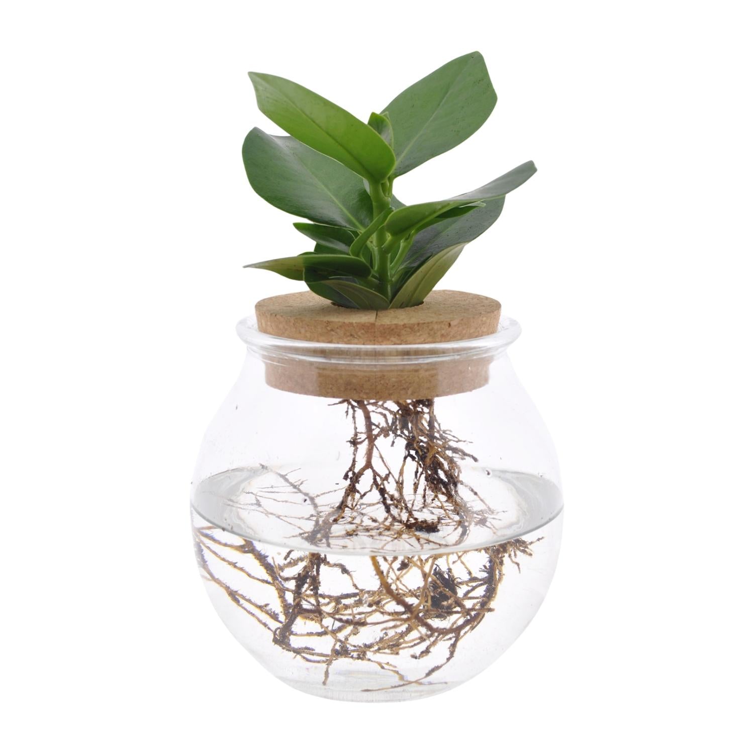Clusia (Löffelbaum) in Hydrokultur im runden Bol-Glas mit Korkdeckel, Wurzeln sichtbar im Wasser
