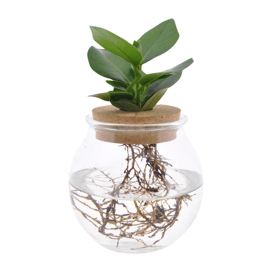 Clusia in Bolglas Klikkurk – Ø12cm - ↕30cm