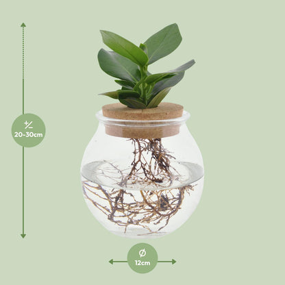 Clusia in Bolglas Klikkurk – Ø12cm - ↕30cm