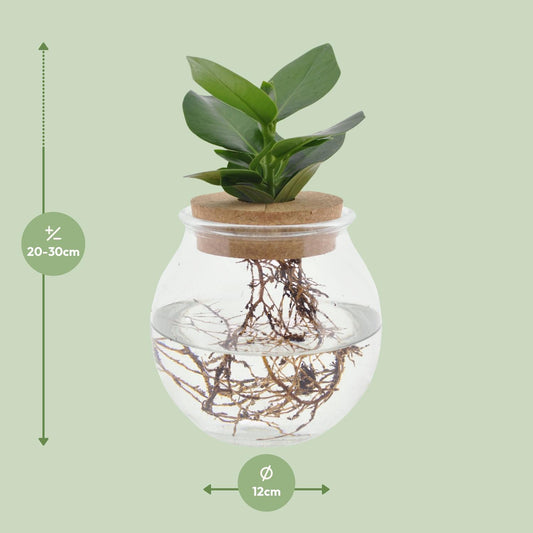 Clusia in Bolglas Klikkurk – Ø12cm - ↕30cm