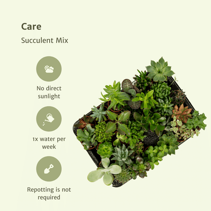 Sukkulenten Mix