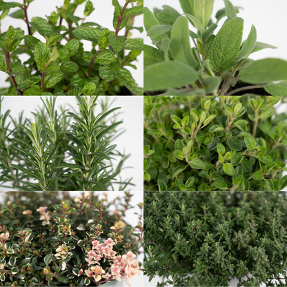 Gartenkräutermischung - 4 Stücke - Ø14cm - ↕18cm