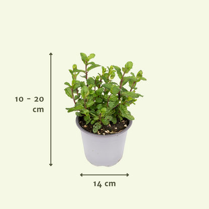 Gartenkräutermischung - 4 Stücke - Ø14cm - ↕18cm
