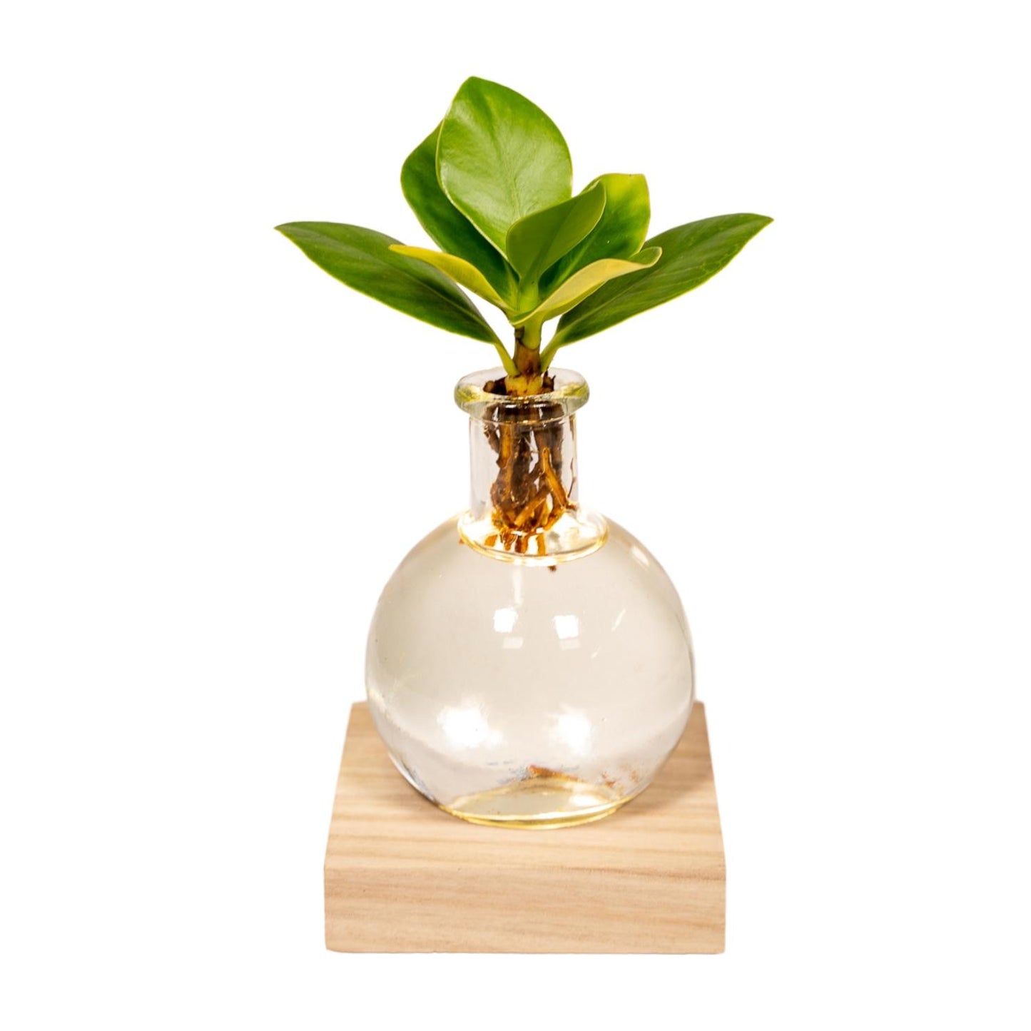 Clusia in Bolglas Klikkurk – Ø12cm - ↕30cm