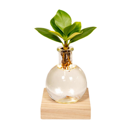 Clusia in Bolglas Klikkurk – Ø12cm - ↕30cm