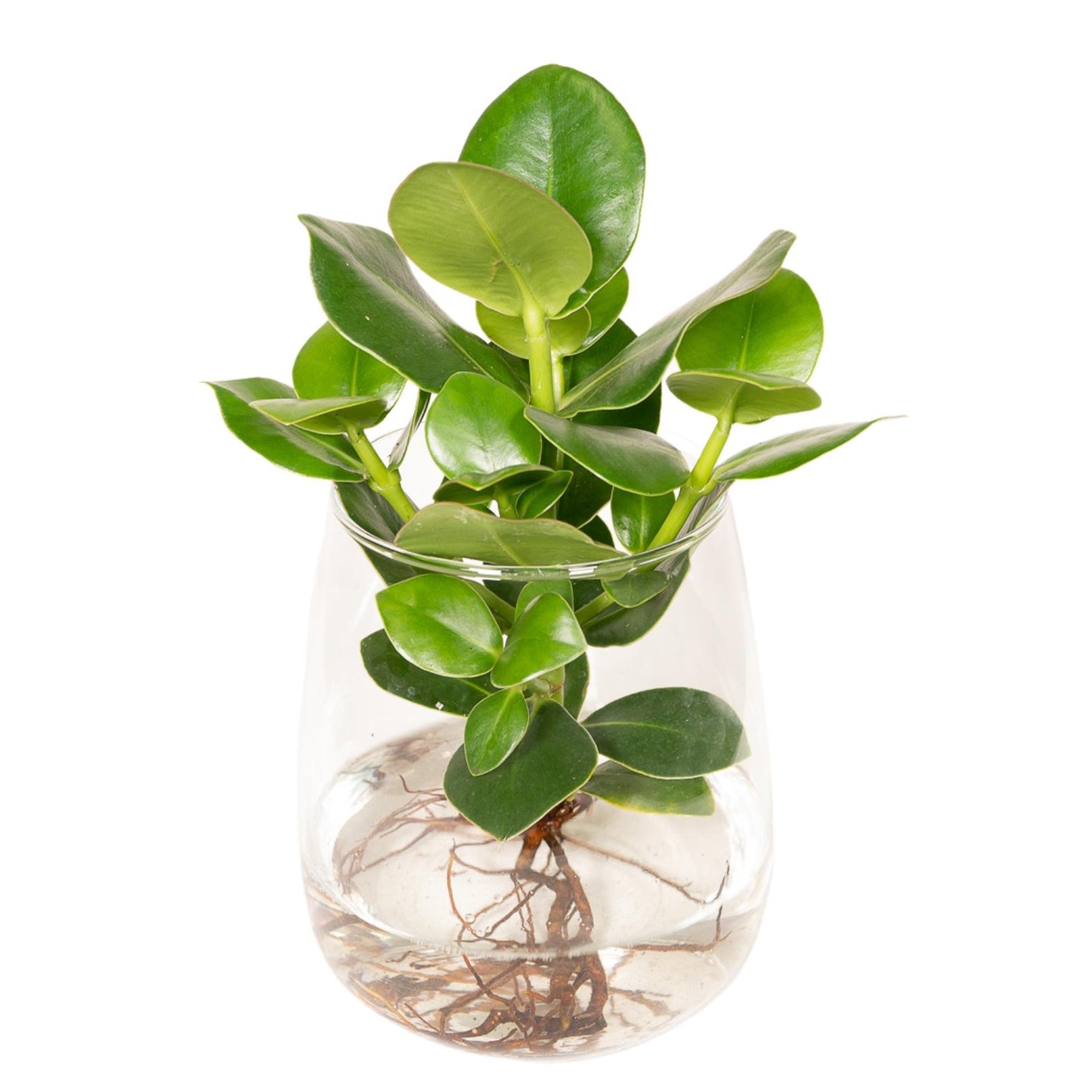 Clusia in Bolglas Klikkurk – Ø12cm - ↕30cm