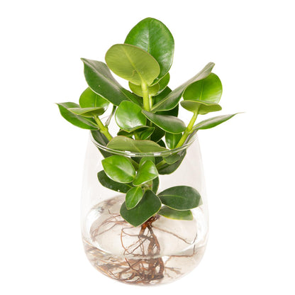 Clusia in Bolglas Klikkurk – Ø12cm - ↕30cm