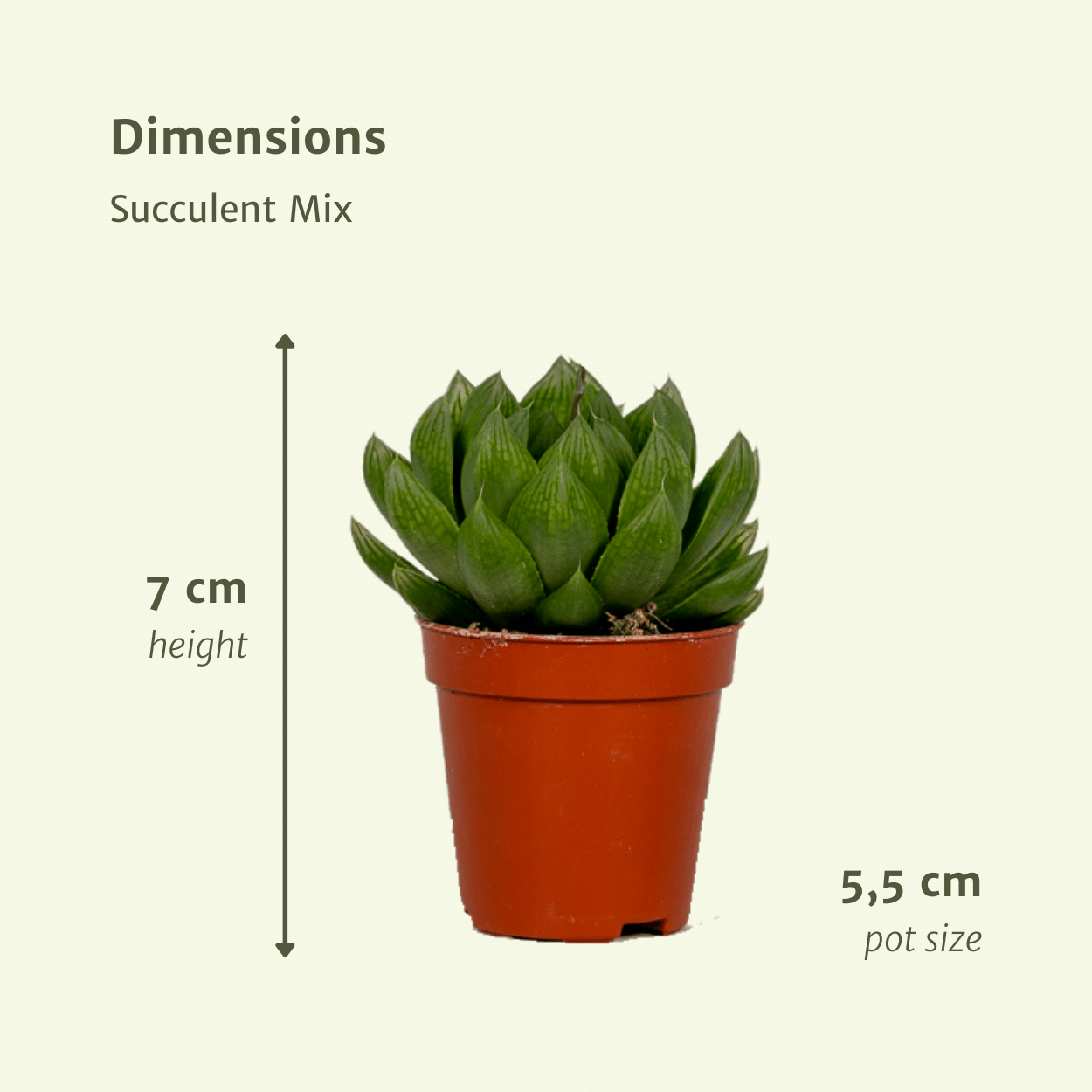Sukkulenten Mix