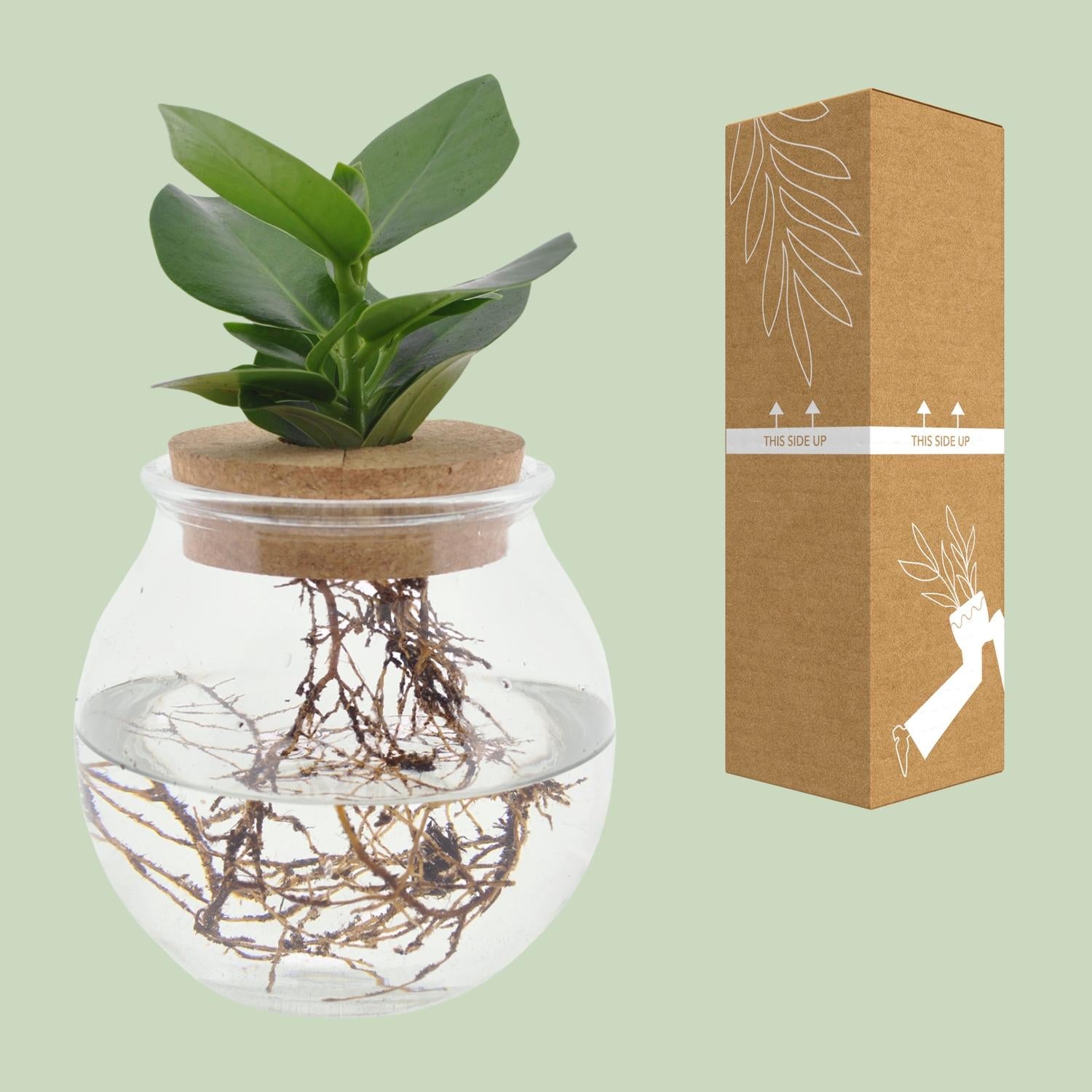 Clusia im Bol-Glas neben nachhaltiger Versandverpackung mit This-side-up-Markierung