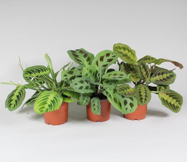 Maranta Leuconeura Fascinator Mix 3 Sorten - Ø12cm - ↕30cm