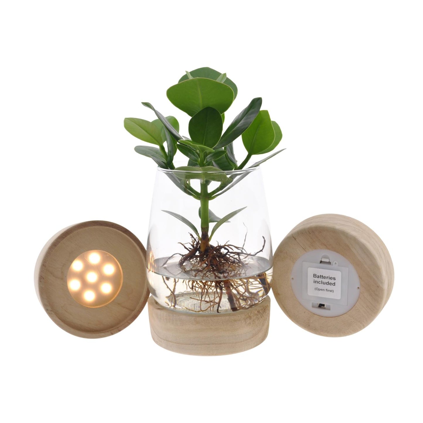 Clusia in Bolglas Klikkurk – Ø12cm - ↕30cm
