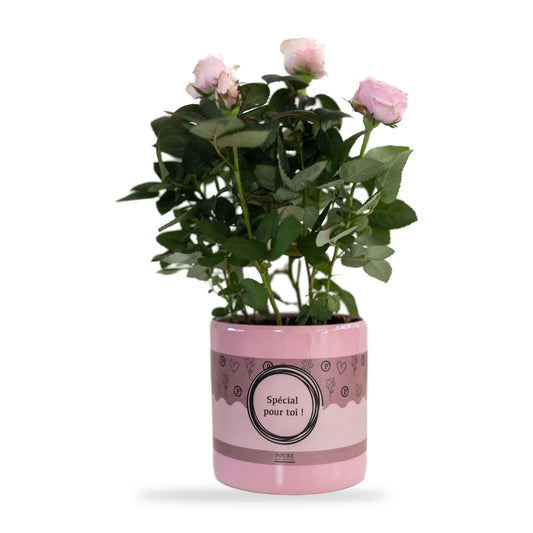 Topfrose Light Pink im glänzenden rosa Geschenktopf im Lieferzustand vor weißem Hintergrund