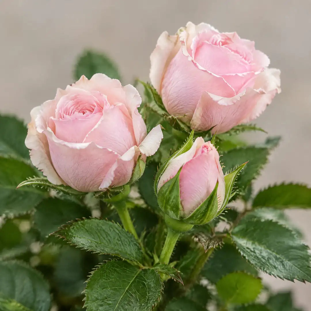 Nahaufnahme der gefüllten zartrosa Blüten und einer Knospe der Rosa × hybrida 'Light Pink'