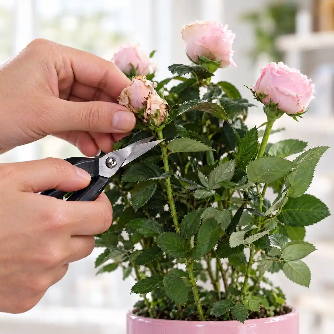 Hände schneiden mit einer kleinen Schere eine verblühte Blüte der Topfrose ab