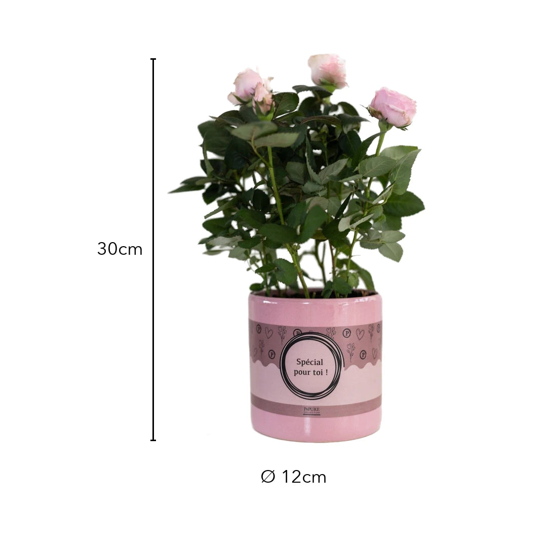 Größe Topfrose: 30 cm hoch, Topf Ø 12 cm