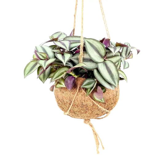 Tradescantia Kokedama hängend mit Kordel, Kokosfaser-Kugel Ø 15 cm, freigestellt