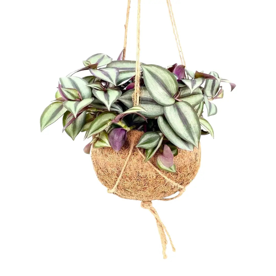 Tradescantia Kokedama hängend mit Kordel, Kokosfaser-Kugel Ø 15 cm, freigestellt