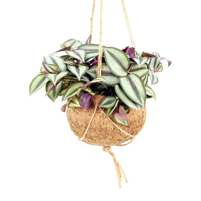 Tradescantia Kokedama hängend mit Kordel, Kokosfaser-Kugel Ø 15 cm, freigestellt