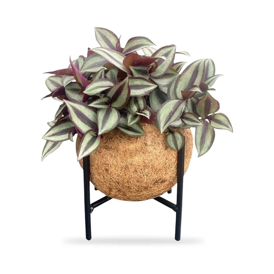 Tradescantia Kokedama auf schwarzem Metallständer, freigestellt