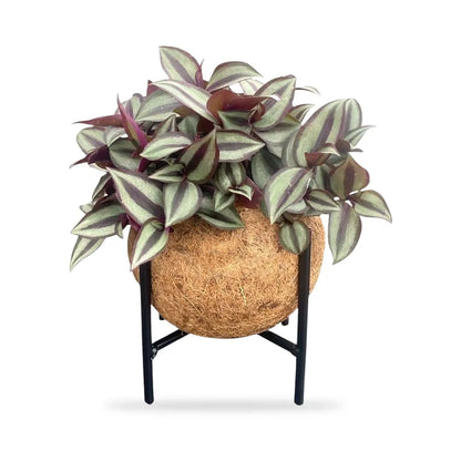 Tradescantia Kokedama auf schwarzem Metallständer, freigestellt