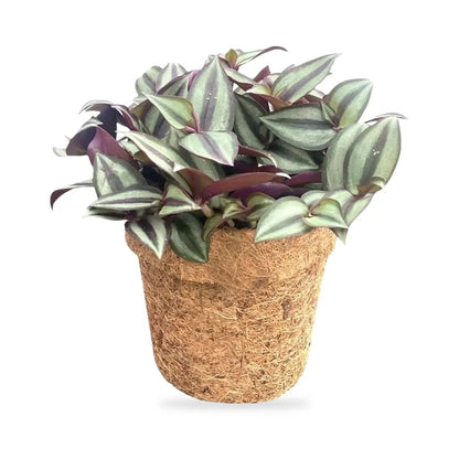 Tradescantia zebrina im stehenden Topf aus Kokosfaser Ø 13 cm, freigestellt