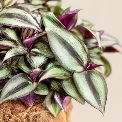 Blätter der Tradescantia zebrina mit silbrigen Streifen und violetter Unterseite