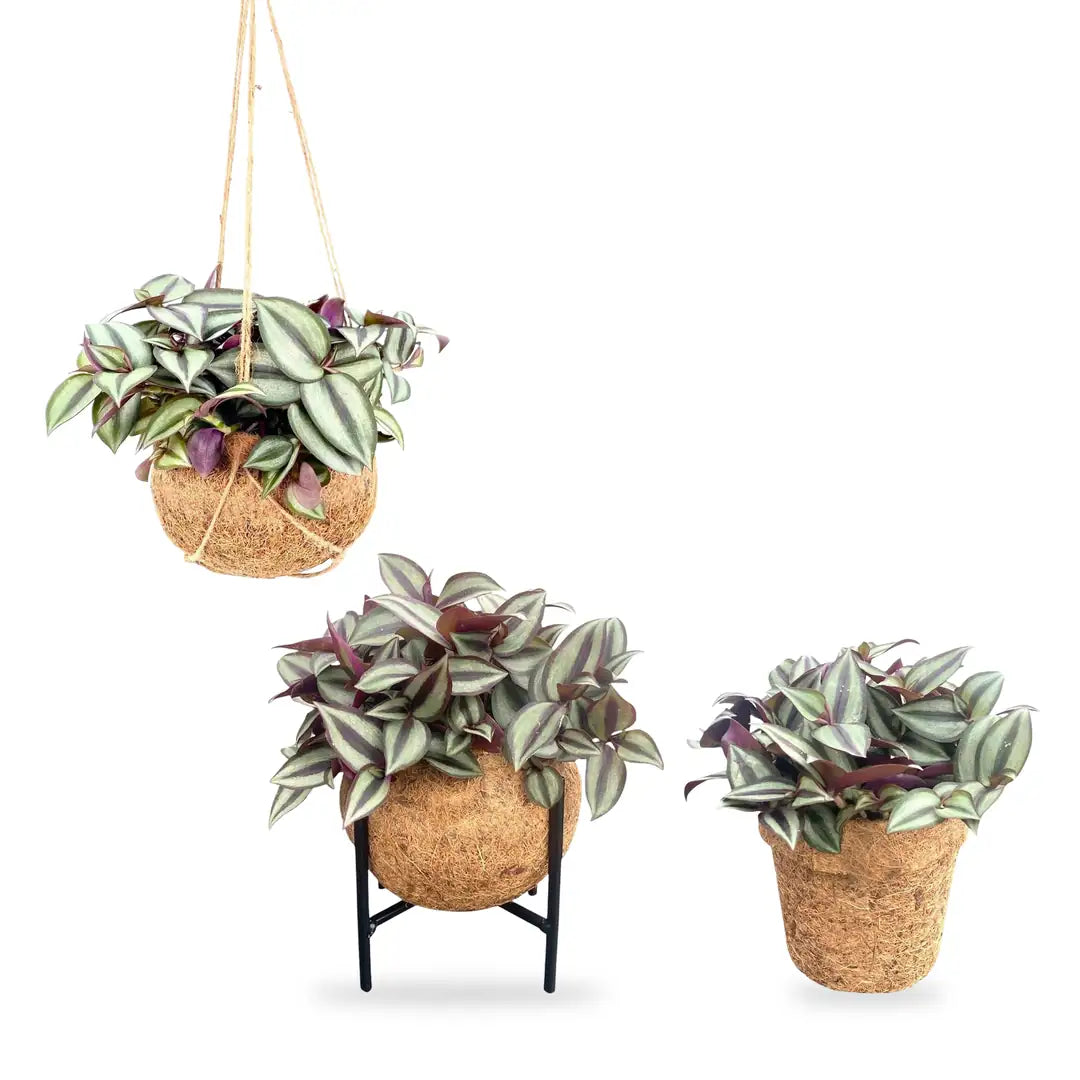 Die drei Ausführungen: Kokedama hängend, mit Ständer und im Kokosfaser-Topf