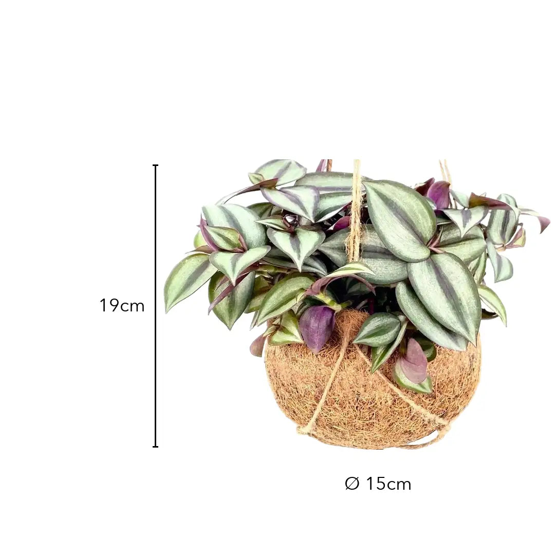Größe der Tradescantia Kokedama: ca. 19 cm hoch, Kugel Ø 15 cm