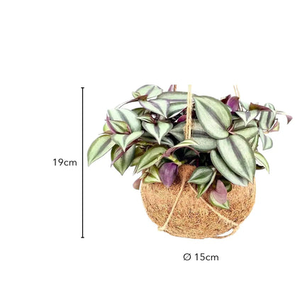 Größe der Tradescantia Kokedama: ca. 19 cm hoch, Kugel Ø 15 cm