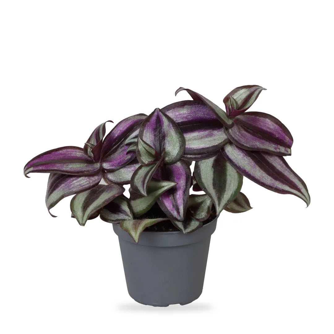 Tradescantia Pink Joy als Jungpflanze im grauen Ø-6-cm-Kulturtopf im Lieferzustand