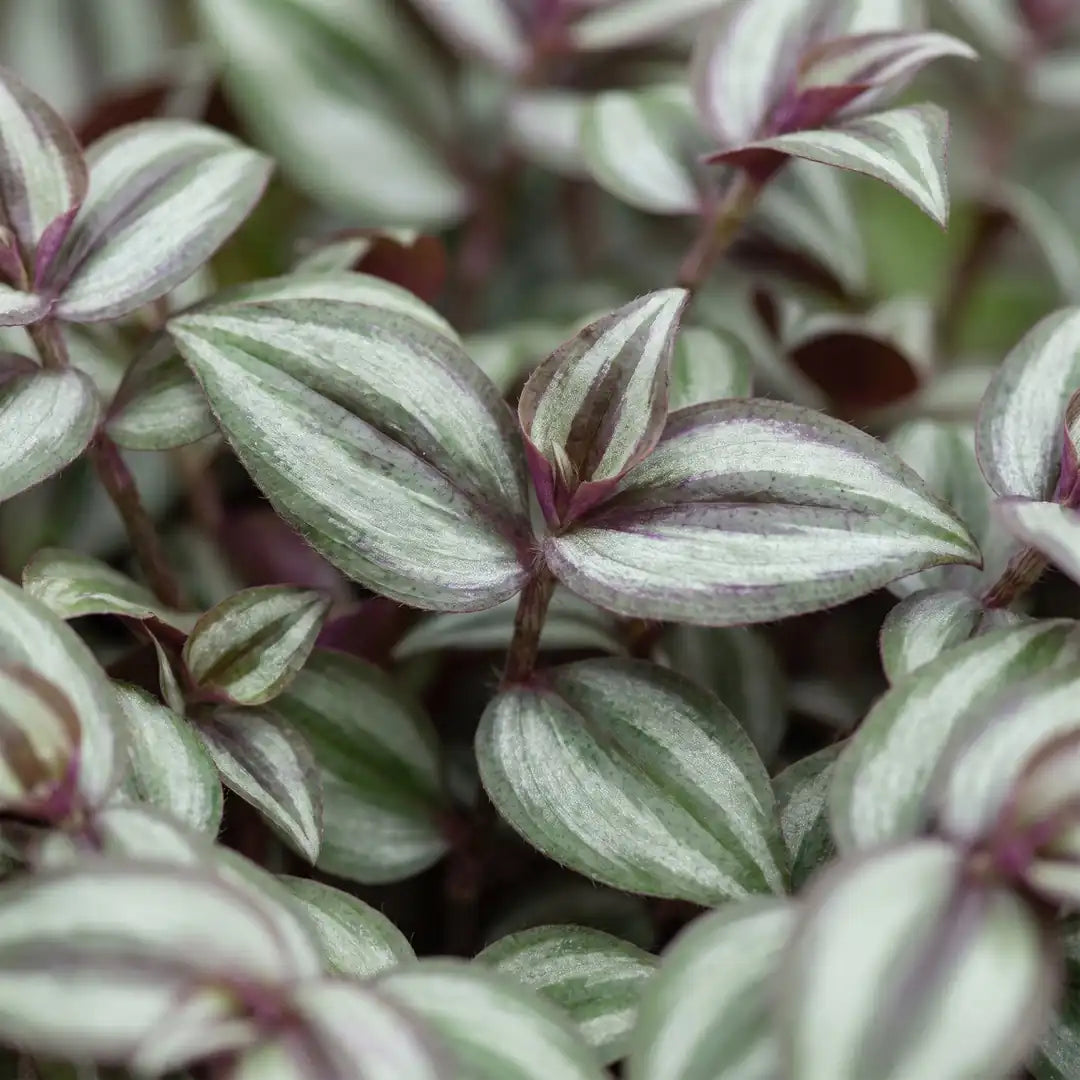 Nahaufnahme der silbergrün und violett gestreiften Blätter des Zebrakrauts Tradescantia zebrina 'Pink Joy'