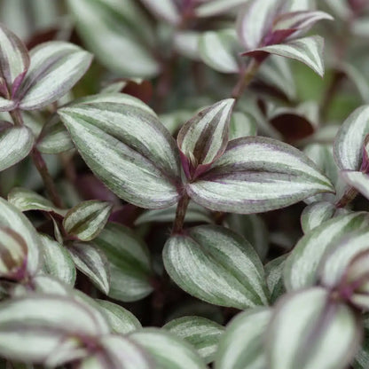 Nahaufnahme der silbergrün und violett gestreiften Blätter des Zebrakrauts Tradescantia zebrina 'Pink Joy'