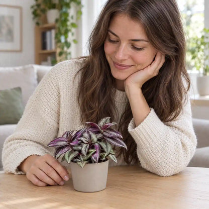 Frau am Tisch betrachtet ihre kleine Tradescantia Pink Joy im Übertopf