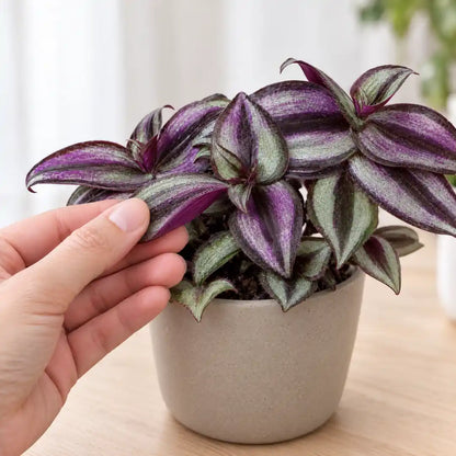 Hand hebt ein Blatt der Tradescantia Pink Joy an, die violette Unterseite ist sichtbar