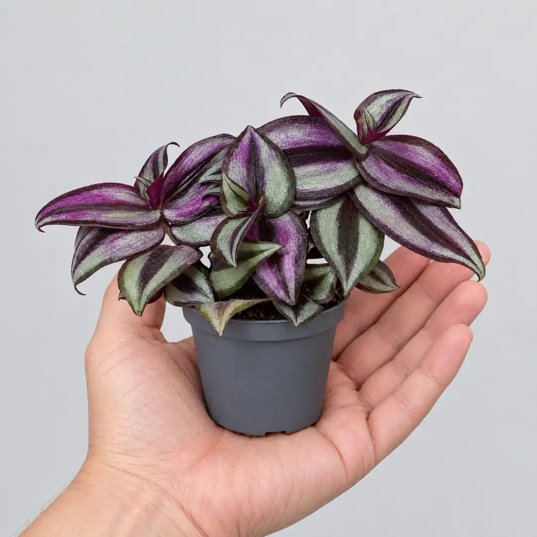 Tradescantia Pink Joy im 6-cm-Kulturtopf auf einer offenen Handfläche