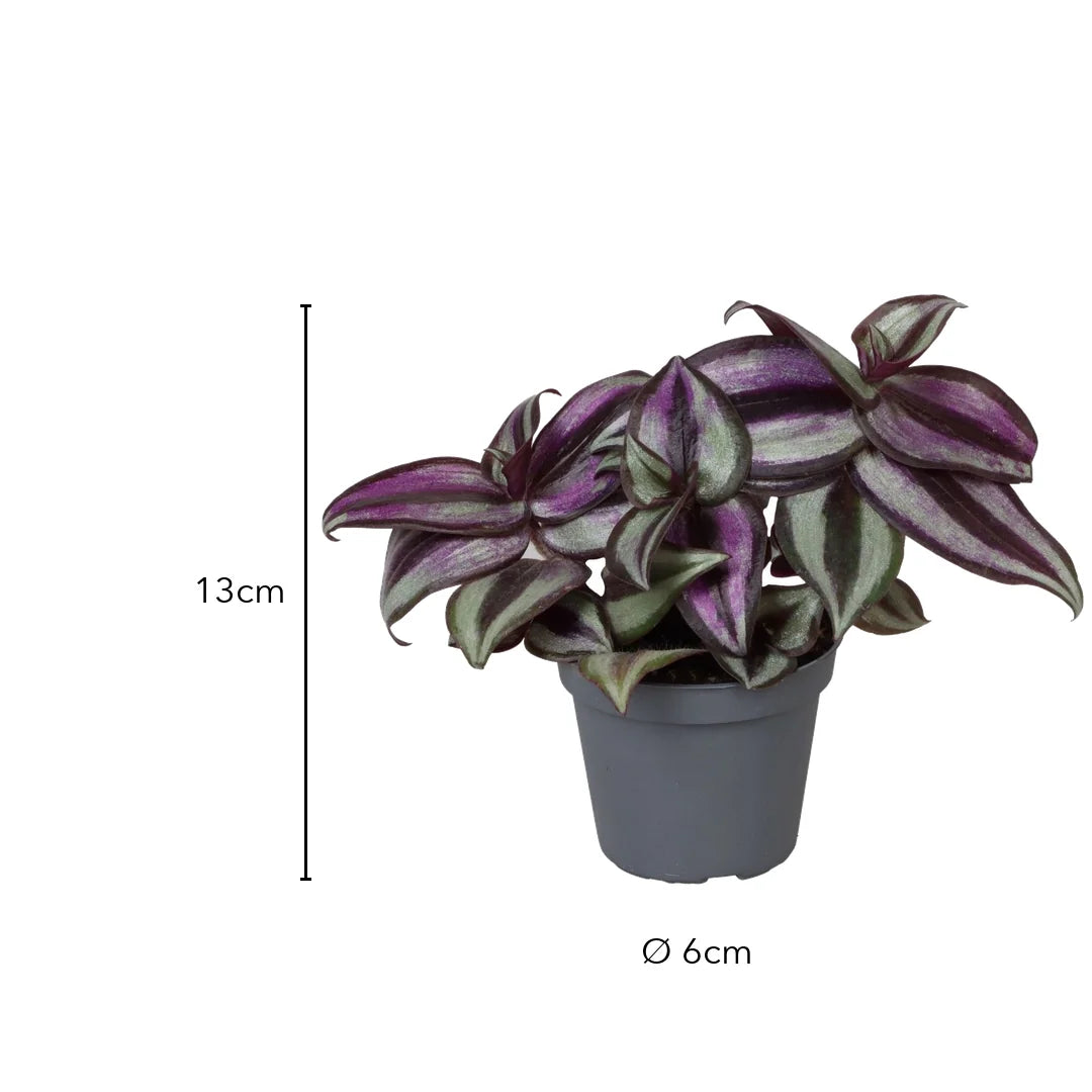 Größe Tradescantia Pink Joy: 13 cm, Topf Ø 6 cm
