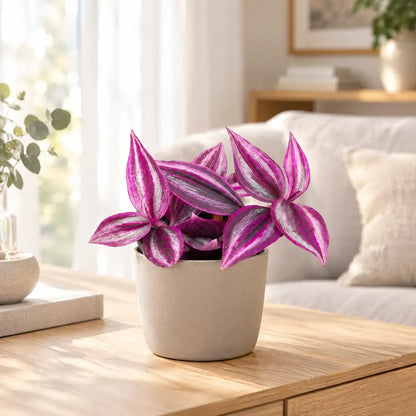 Tradescantia Pink Paradise mit pink-silber gestreiften Blättern im beigen Übertopf auf einem Sideboard