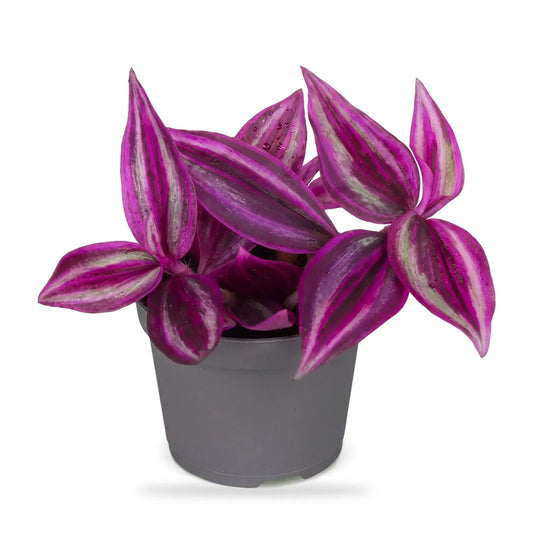 Tradescantia Pink Paradise als Jungpflanze im grauen Ø-6-cm-Kulturtopf im Lieferzustand