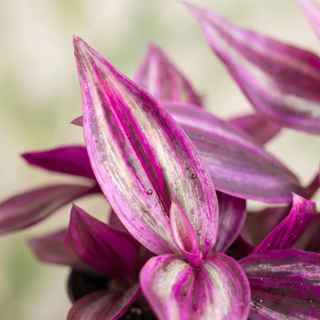 Nahaufnahme der pink, silberweiß und violett gestreiften Blätter der Tradescantia zebrina 'Pink Paradise'