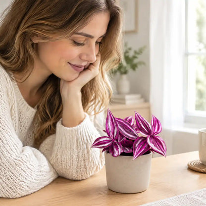 Frau am Tisch betrachtet ihre kleine pinke Tradescantia im Übertopf