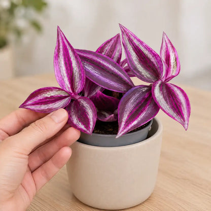 Hand stützt eine Blattrosette der Tradescantia Pink Paradise