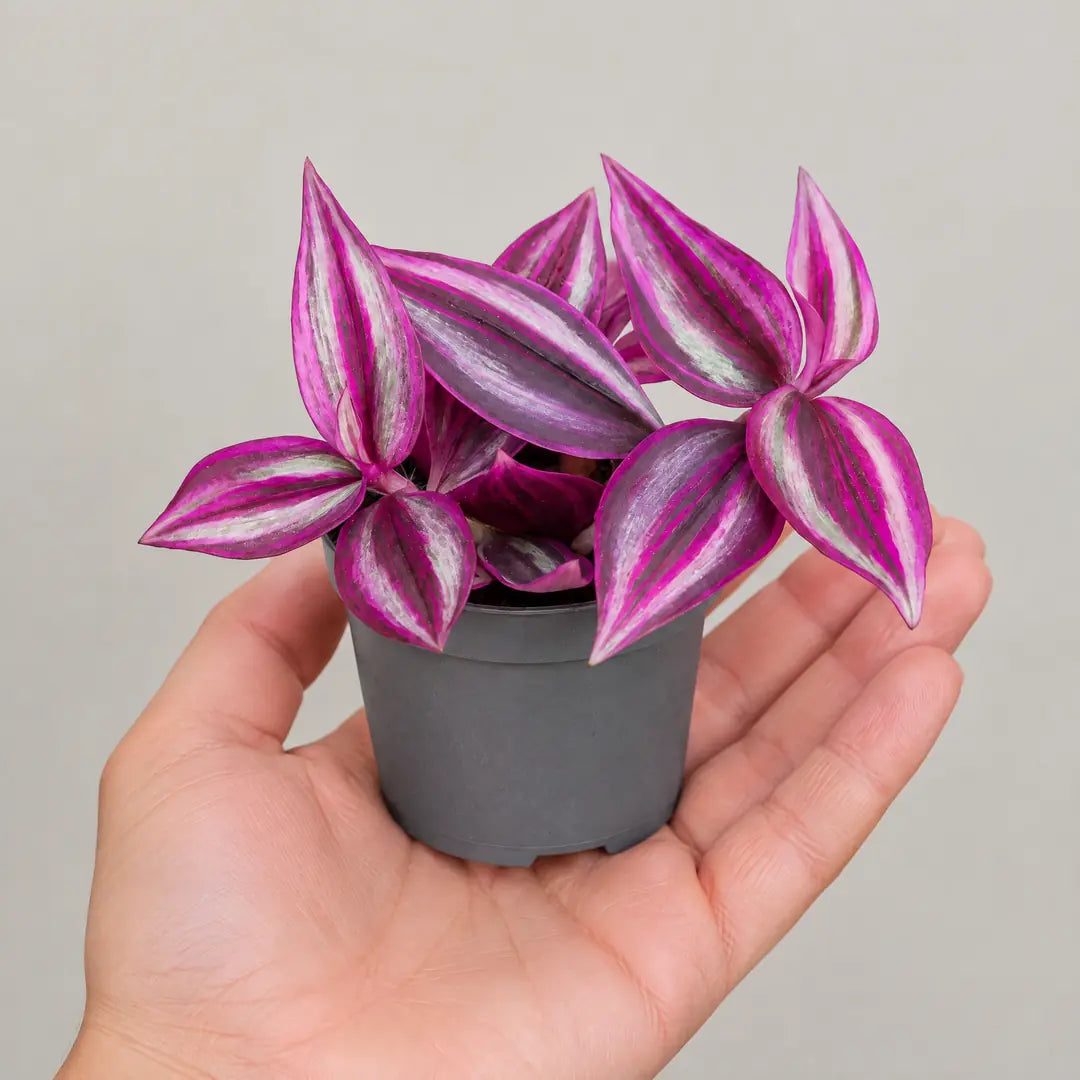 Tradescantia Pink Paradise im 6-cm-Kulturtopf auf einer offenen Handfläche
