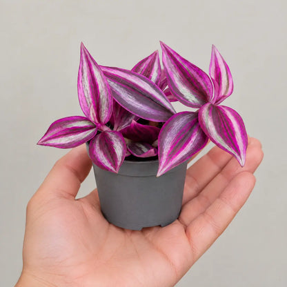 Tradescantia Pink Paradise im 6-cm-Kulturtopf auf einer offenen Handfläche