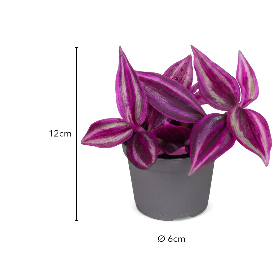 Größe Tradescantia Pink Paradise: 12 cm, Topf Ø 6 cm