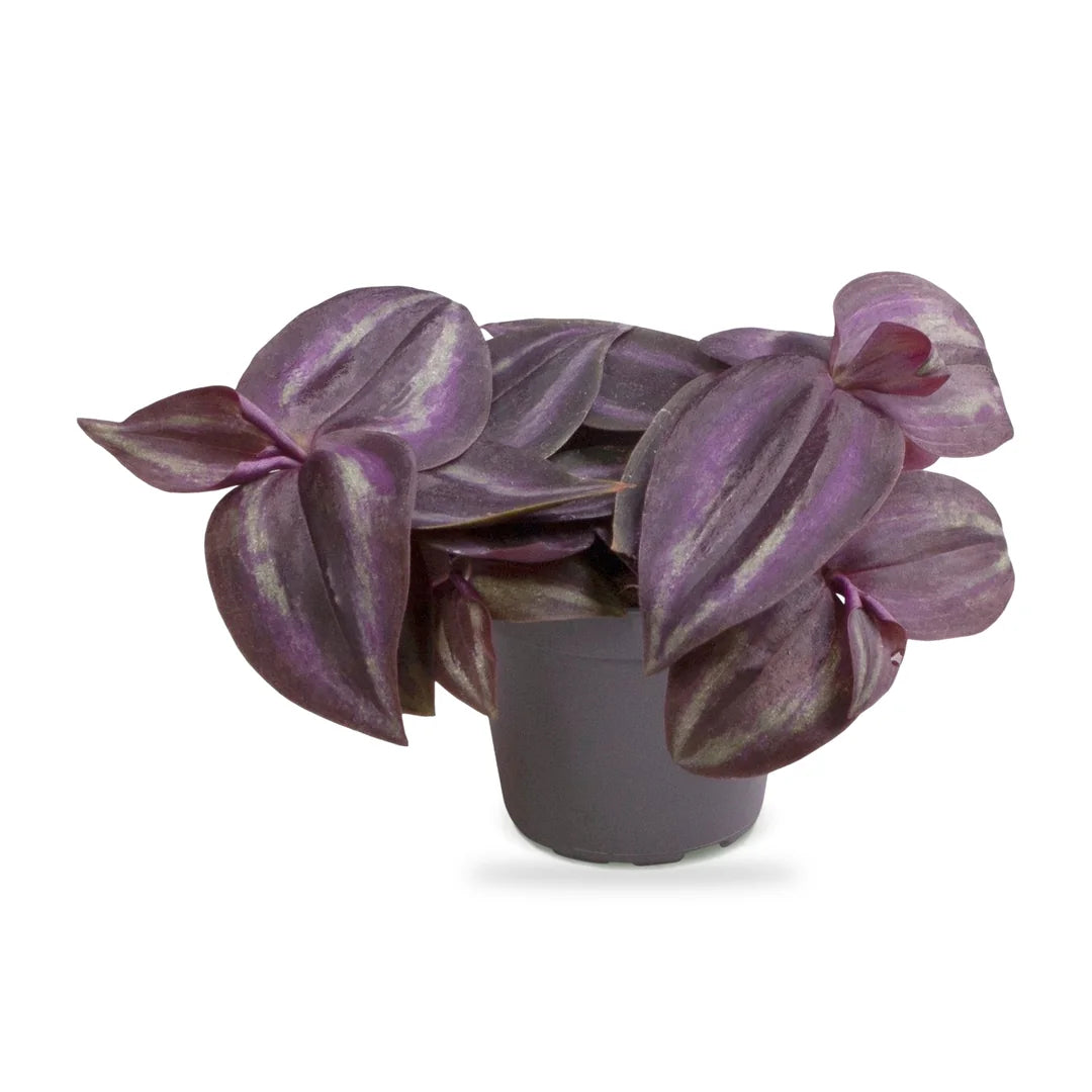 Tradescantia Purple Joy als Jungpflanze im grauen Ø-6-cm-Kulturtopf im Lieferzustand