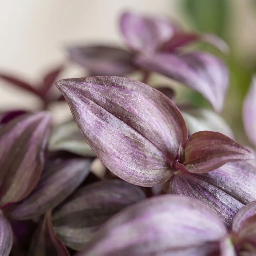 Nahaufnahme der burgundervioletten Blätter mit silbrig-lila Streifen der Tradescantia zebrina 'Burgundy'