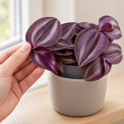 Hand stützt ein Blatt der Tradescantia Purple Joy und zeigt die dunkelviolette Unterseite